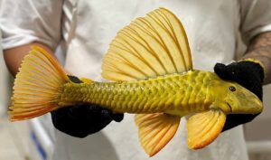 #1 - Hypostomus luteus - Fase 1 - 20cm